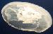 jelly fish